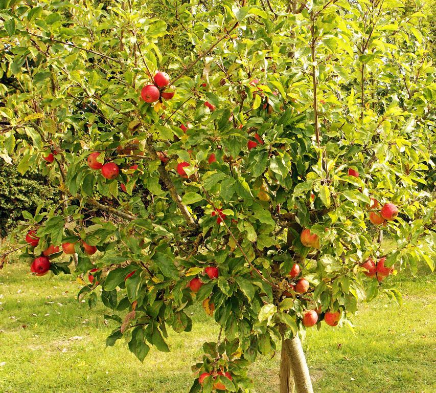 Orchard Grove Bed & Breakfast R21Rc58 Bagenalstown Экстерьер фото
